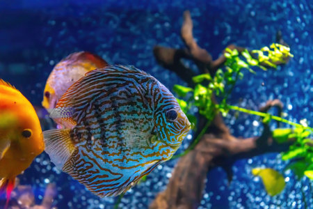 Beautiful bright blue fish in the aquarium, Symphysodon discus. Tropical fish on the background of aquatic plants in oceanarium poolの写真素材
