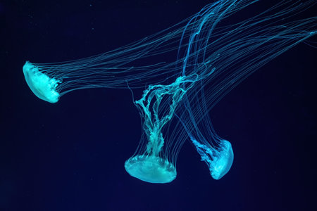 Group of fluorescent jellyfish swim underwater in aquarium pool with blue neon light. The Atlantic sea nettle chrysaora quinquecirha in blue water, ocean. Theriology, tourism, diving, undersea life.の写真素材