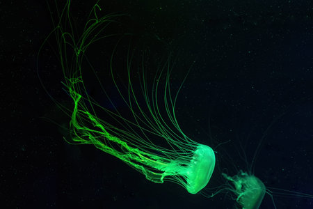 Group of fluorescent jellyfish swim underwater in aquarium pool with green neon light. The Atlantic...