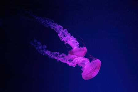 Two fluorescent jellyfish swimming underwater aquarium pool with pink neon light. The South American sea nettle chrysaora plocamia in blue water, ocean. Theriology, tourism, diving, undersea life.の写真素材