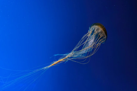 Jellyfish swimming underwater aquarium, oceanarium pool. The Northern sea nettle brown jellyfish...