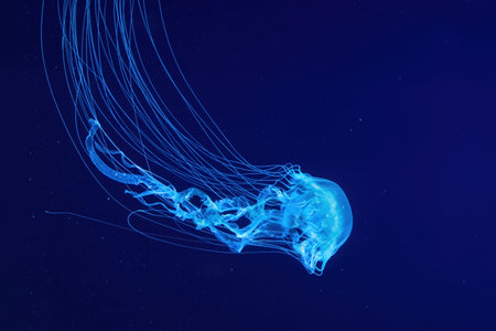 Fuorescent jellyfish swim underwater in aquarium pool with blue neon light. The Atlantic sea nettle...