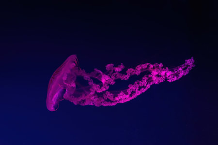 Fuorescent jellyfish swimming underwater aquarium pool with pink neon light. The South American sea...