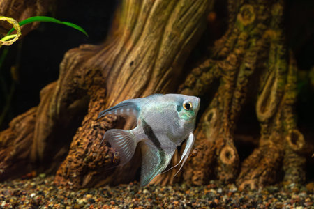 Tropical fish Pterophyllum scalare altum, angelfish swimming in aquarium water wtih wooden decor....