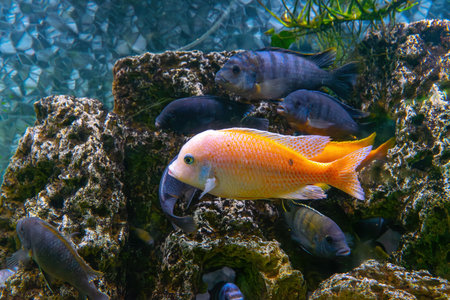 Pseudotropheus zebra, red african cichlid mbuna swimming in aquarium water wtih decor. Famous fresh water fish for aquarium hobby. Aquatic organisms, underwater life, aquarium petの写真素材