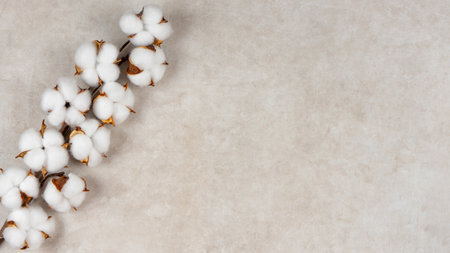 Dry cotton branch with fluffy flowers on light beige concrete textured background. Top view, flat lay, banner, header, copy space. Floral concept, greeting card.の写真素材