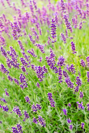 Bushes of lavender in the garden, landscape design. Sunset over blooming lavender field. Selective focus on purple lavender flowers, nature, herb, aromatherapy.の写真素材