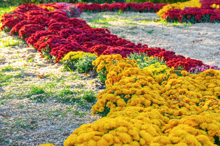 Fresh bright blooming various color chrysanthemums bushes in autumn garden outside in sunny day. Flower background for greeting card, wallpaper, banner, header.の写真素材