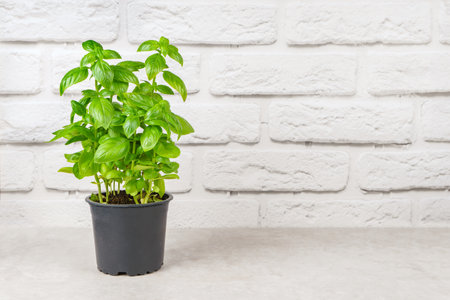 Fresh green organic basil in pot on white brick background with copy space. Indoor plant growing, eating healthy, aromatic herb, food ingredient, spice for culinaryの写真素材