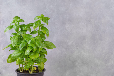 Fresh green organic basil in pot on gray background with copy space. Indoor plant growing, healthy...