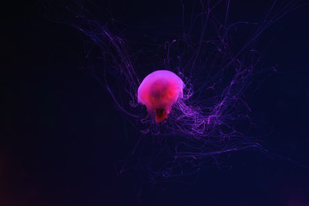 Fluorescent jellyfish swimming underwater aquarium pool with red neon light. The Lion's mane jellyfish, Cyanea capillata also known as giant jellyfish, arctic red jellyfish, hair jellyの写真素材