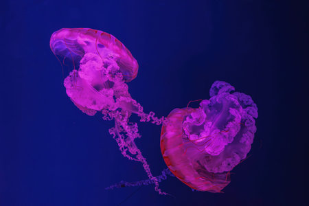 Fuorescent jellyfish swimming underwater aquarium pool with pink neon light. The South American sea...