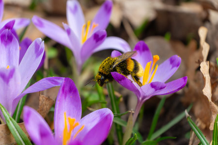 Honey bee gathering pollen from purple crocus flowers in the spring garden. Springtime, nature. Selective focus.の写真素材