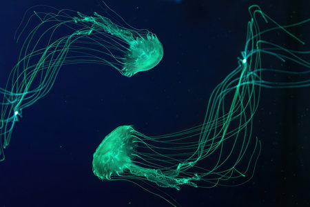 Fluorescent jellyfish swim underwater in aquarium pool with green neon light. The Atlantic sea nettle chrysaora quinquecirrha in blue water, ocean. Theriology, tourism, diving, undersea life.の写真素材