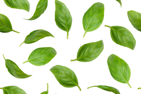 Fresh green organic basil leaves flying, isolated on white background. Creative food levitation, seamless pattern for design. Ingredient, spice for cooking, healthy food.の写真素材