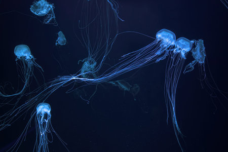 Atlantic sea nettle, Chrysaora quinquecirrha, East Cost sea nettle. Group of fluorescent jellyfish...