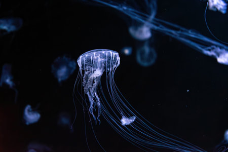 Fluorescent jellyfish swim underwater in aquarium pool with blue neon light. The Atlantic sea nettle...