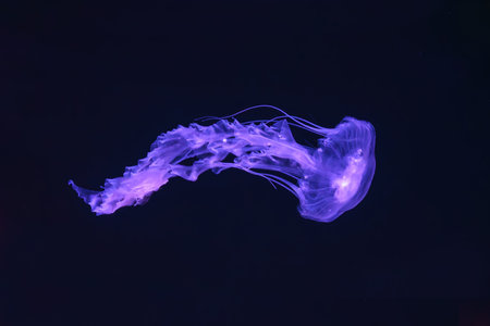 Black sea nettle, Chrysaora achlyos swimming in dark water of aquarium tank with purple neon light....