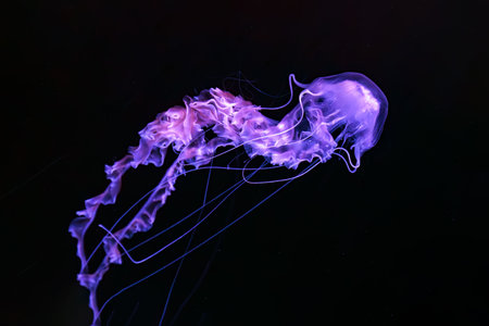 Black sea nettle, Chrysaora achlyos swimming in dark water of aquarium tank with purple neon light. Aquatic organism, animal, undersea life, biodiversityの写真素材