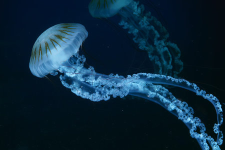 Jellifish South american sea nettle, Chrysaora plocamia swimming in dark water of aquarium tank with...