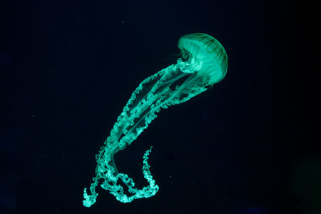 Jellifish South american sea nettle, Chrysaora plocamia swimming in dark water of aquarium tank with...
