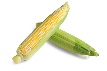 Two fresh yellow ear of corn with green leaves isolated on white background. Food ingredient, design...