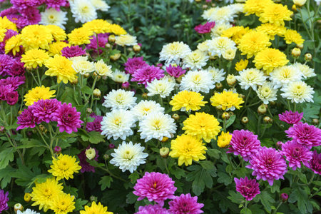 Fresh bright blooming various color chrysanthemums bushes in autumn garden outside in sunny day,...