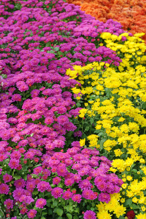 Field of fresh bright blooming various color chrysanthemums bushes in autumn garden outside in sunny...