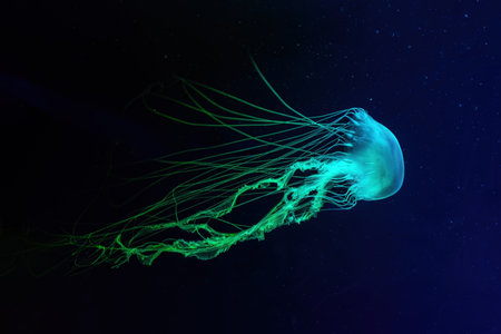 One Atlantic sea nettle chrysaora quinquecirrha jellyfish swim underwater in aquarium pool with blue neon light. Water, ocean animal. Theriology, undersea life.の写真素材