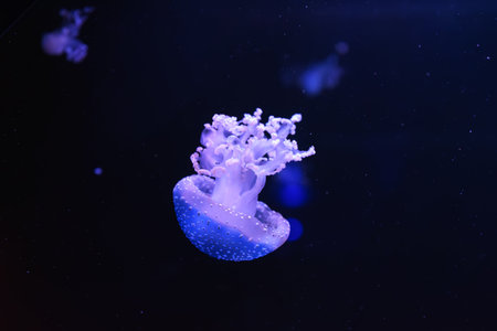 Fluorescent jellyfish close up, swimming underwater aquarium pool. The spotted Australian jellyfish, Phyllorhiza punctata in aquarium with blue neon light. Theriology, tourism, diving, undersea life.の写真素材