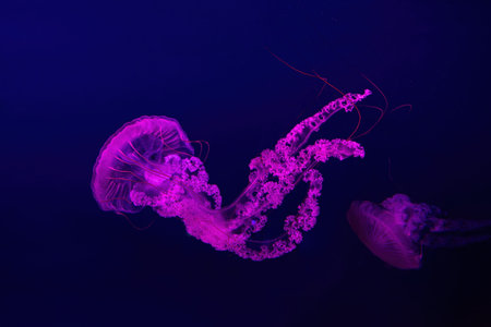 Jellifish South american sea nettle, Chrysaora plocamia swimming in aquarium tank with red neon...