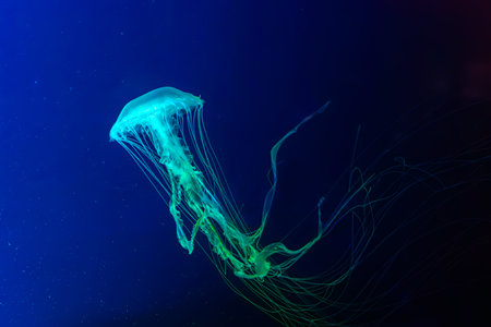 One Atlantic sea nettle chrysaora quinquecirrha jellyfish swim underwater in aquarium pool with neon lighting. Water, ocean animal. Theriology, undersea life.の写真素材