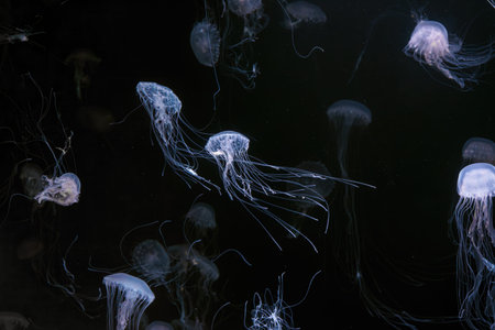 Group of Atlantic sea nettle, Chrysaora quinquecirrha, East Cost sea nettle. Group of fluorescent jellyfish floating in illuminated aquarium. Theriology, biodiversity, undersea life, aquatic organismの写真素材