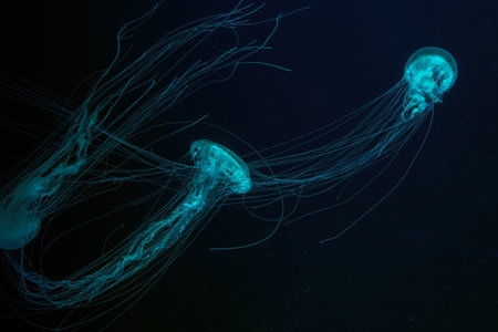 Three Atlantic sea nettle jellyfish, Chrysaora quinquecirrha, East Cost sea nettle, swims in illuminated aquarium with blue lighting. Theriology, biodiversity, undersea life, aquatic organismの写真素材