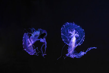 Two Black sea nettle, Chrysaora achlyos swimming in dark water of aquarium tank with purple neon...