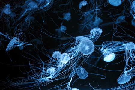 Group of Atlantic sea nettle, Chrysaora quinquecirrha, East Cost sea nettle jellyfish, floating in...