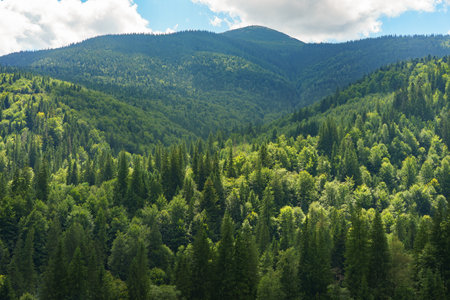 Top view of mountains with dark green coniferous forest landscape in sunny day with blue sky. Aerial nature scene of pine trees of Carpathian mountains, Ukraine. Adventure travel concept background.の写真素材