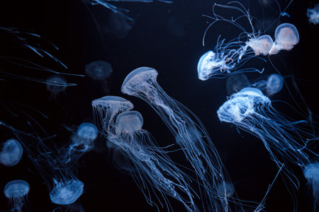 Group of Atlantic sea nettle, Chrysaora quinquecirrha, East Cost sea nettle jellyfish, floating in illuminated aquarium with neon light. Theriology, biodiversity, undersea life, aquatic organismの写真素材