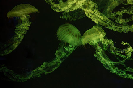 Group of Jellifish South american sea nettle, Chrysaora plocamia swimming in aquarium tank with...