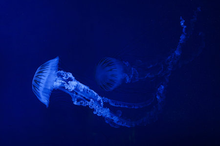 Jellifish South american sea nettle, Chrysaora plocamia swimming in aquarium tank with blue neon...