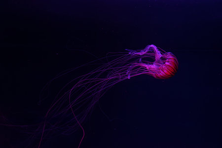 Fluorescent jellyfish swimming underwater aquarium pool with red neon light. The Japanese sea nettle chrysaora pacifica in blue water, ocean. Theriology, biodiversity, undersea life, aquatic organismの写真素材