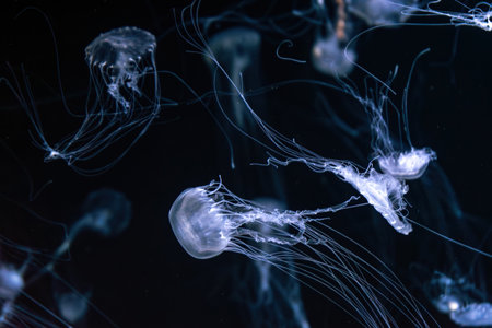 Group of Sanderia Malayensis, Amakusa Jellyfish swimming in aquarium pool with blue neon light. Theriology, biodiversity, undersea life, aquatic organismの写真素材