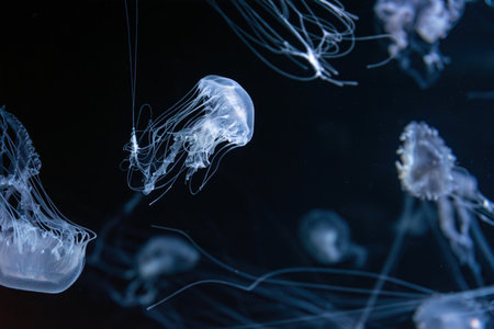 Group of Sanderia Malayensis, Amakusa Jellyfish swimming in aquarium pool with blue neon light. Theriology, biodiversity, undersea life, aquatic organismの写真素材