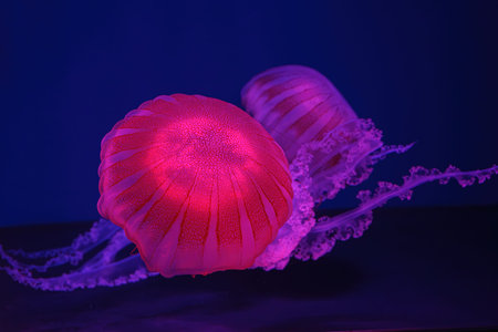 Jellifish South american sea nettle, Chrysaora plocamia swimming in aquarium tank with red neon illumination. Aquatic organism, animal, undersea life, biodiversityの写真素材