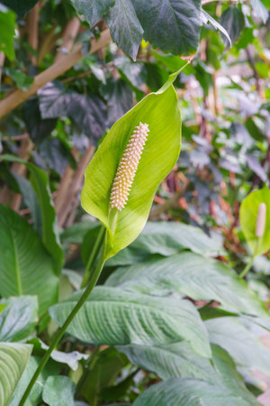 Decorative houseplant Spathiphyllum wallisii, peace lily blooming on green leaves background in greenhouse or orangery. Gardening hobby, plant breeding and cultivationの写真素材