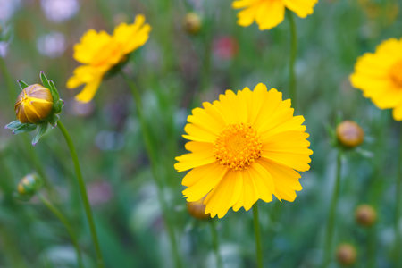 Coreopsis lanceolata, Lanceleaf Tickseed or Maiden eye on meadow, field blooming in summer. Nature, plant, floral background. Yellow flower lance left Coreopsis in bloom, close up, macroの写真素材