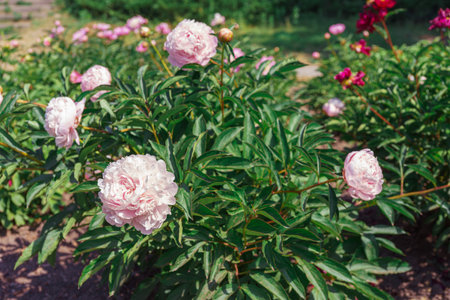 Vibrant fresh pastel pink peony flower bush in full bloom in the garden or park in sunny day, flowerbed. Summer natural floral background, wallpaper. Gardening, breeding, growing flowersの写真素材