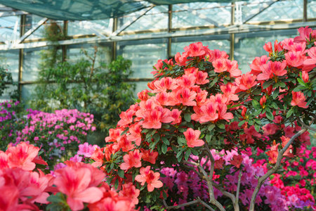 Blooming red japan Azalea Ericaceae bush in full bloom, rhododendron flower background. Evergreen decorative plant outdoor or in orangery in botanical garden. Gardening, plant breedingの写真素材