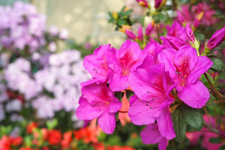 Blooming pink japan Azalea Ericaceae bush, Geisha Purple, rhododendron flower macro, background. Evergreen decorative plant outdoor or in orangery in botanical garden. Gardening, plant breedingの写真素材
