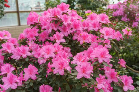 Blooming pink japan Azalea Ericaceae bush, Geisha Purple, rhododendron flower background. Evergreen decorative plant outdoor or in orangery in botanical garden. Gardening, plant breedingの写真素材